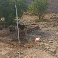 سگ ژرمن