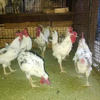 خروس گلین