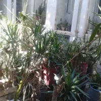گل‌ یوکا تکی و عمده