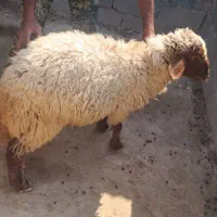 دوتا بره نر قوچ