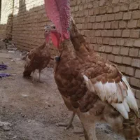 بوقلمون