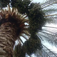 بستن‌نخل