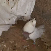 کفتر طوقی