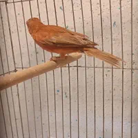 قناری سهره ویاسمین قناری