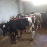 8 راس گوساله
