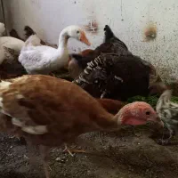 بوقلمون ۵و۶ماهه