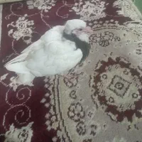 جوجه سهره قناری دستی جوجه نر