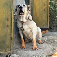 سگ ماده
