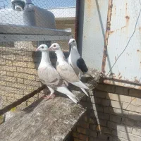 فروش ۳تا جوجه دوکت پلاکی خوشکل و دوکت زرد نر