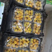 ازگیل ممتازخفر.دستچین شده