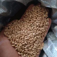 گندم تازه