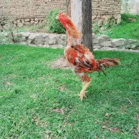 خروس لاری