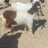 دوعدد کهره نر