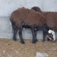 بره نر چاق