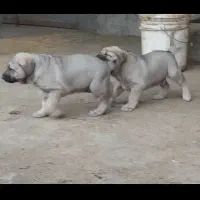 توله پژدر اصل