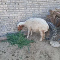 یک میش سالم بفروش میرسد