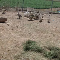 قوغاز