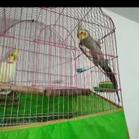 عروس هلندی نر و ماده