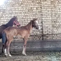 اسب
