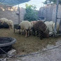 بره