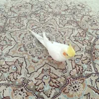 عروس هلندی