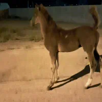 اسب|اسب و تجهیزات اسبسواری|شیراز, حومه شیراز|دیوار