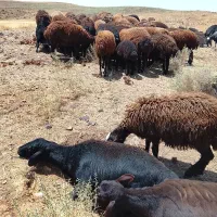 ۸راس بره ماده افشاری