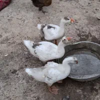 غاز و مرغ کرک