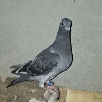 جوجه پلاکی پدر و مادر شناسنامه دار