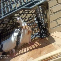 سه تا جوجه کبوتر طوقی