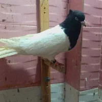جفت کله سیاه اس
