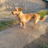 سگ پا کوتاه ماده