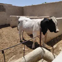 حیوانات