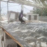 ماده سینه سیاه