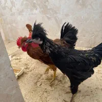 مرغ و خروس