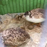 ۳ جفت بلدرچین مینیاتوری