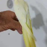عروس هلندی
