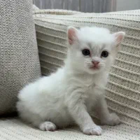 گربه میکس پرشین اسکاتیش