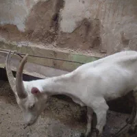 بز سانن جوان اصیل فرانسوی