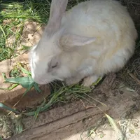 خرگوش
