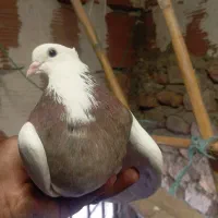 دو عدد کبوتر تکپر بند ملاقی