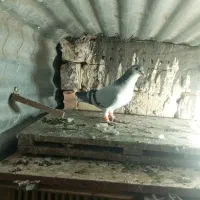 ساده سبز