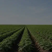 زمین اجاره ای در چهلمنی