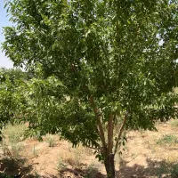 ۱۵۰۰ متر باغ بادرختانمیوه در مامونیه با سند تک برگ|فروش زمین و ملک کلنگی|تهران, پونک|دیوار
