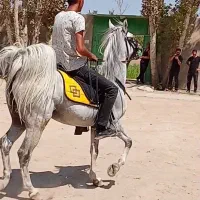 اسب مادیان سرودمگیر