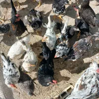 فروشی مرغ گلین وبلک استار