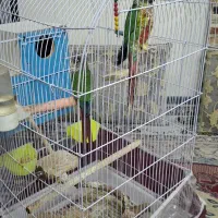 سلام یک جفت گرینچیک آناناسی
