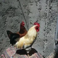 مرغ و خروس تخم گذار ۵ عدد