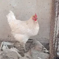 مرغ رسمی