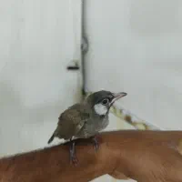 پرنده فقط تماس